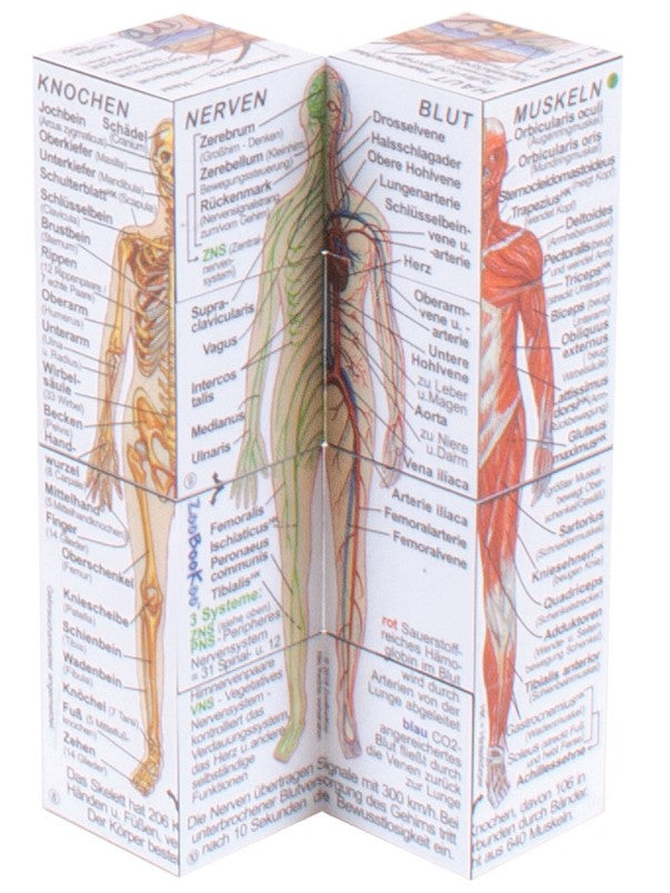 Scala leuker leren Kubusboek menselijk lichaam
